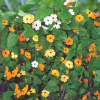 Schwarzäugige Susanne Thunbergia alata - Mischung orange-gelb 1 m² - Blumensamen