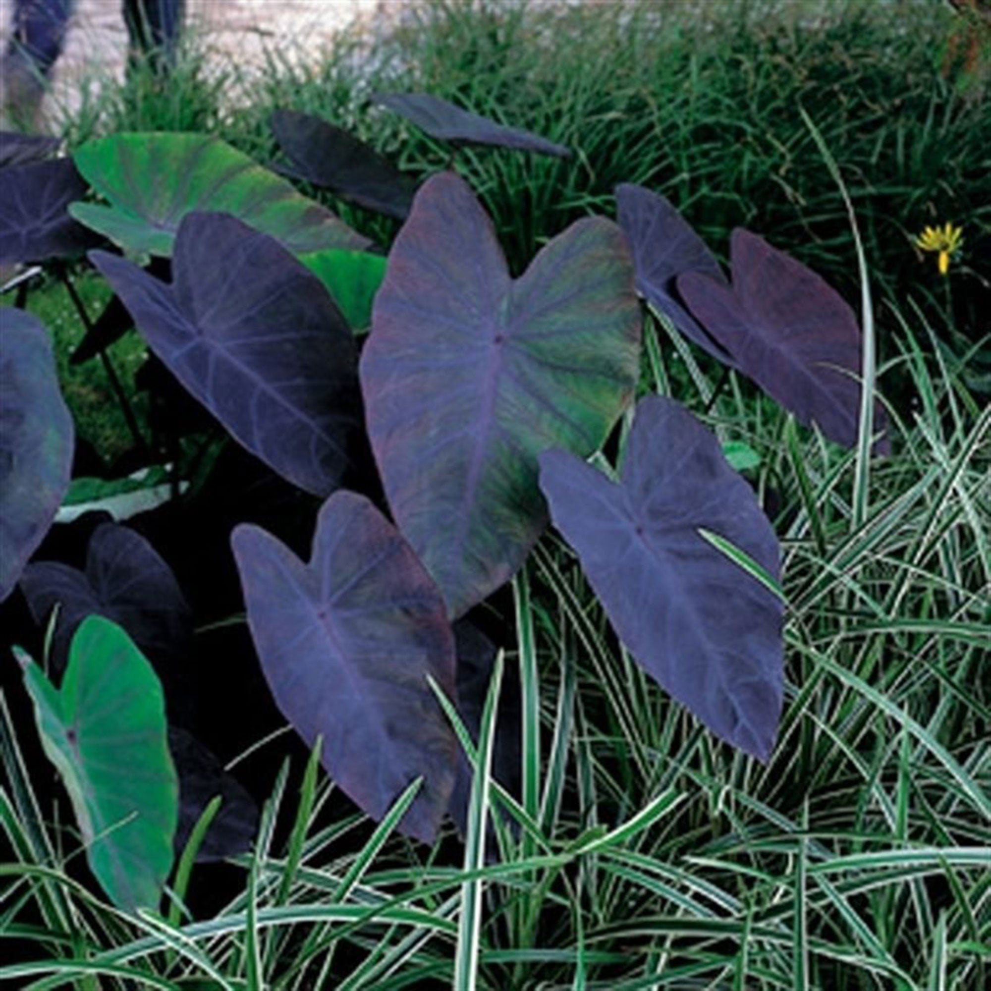 Kaufen Sie jetzt Teichpflanze Elefantenohr Colocasia 'Black Magic' lila -  Sumpfpflanze, Uferpflanze kaufen