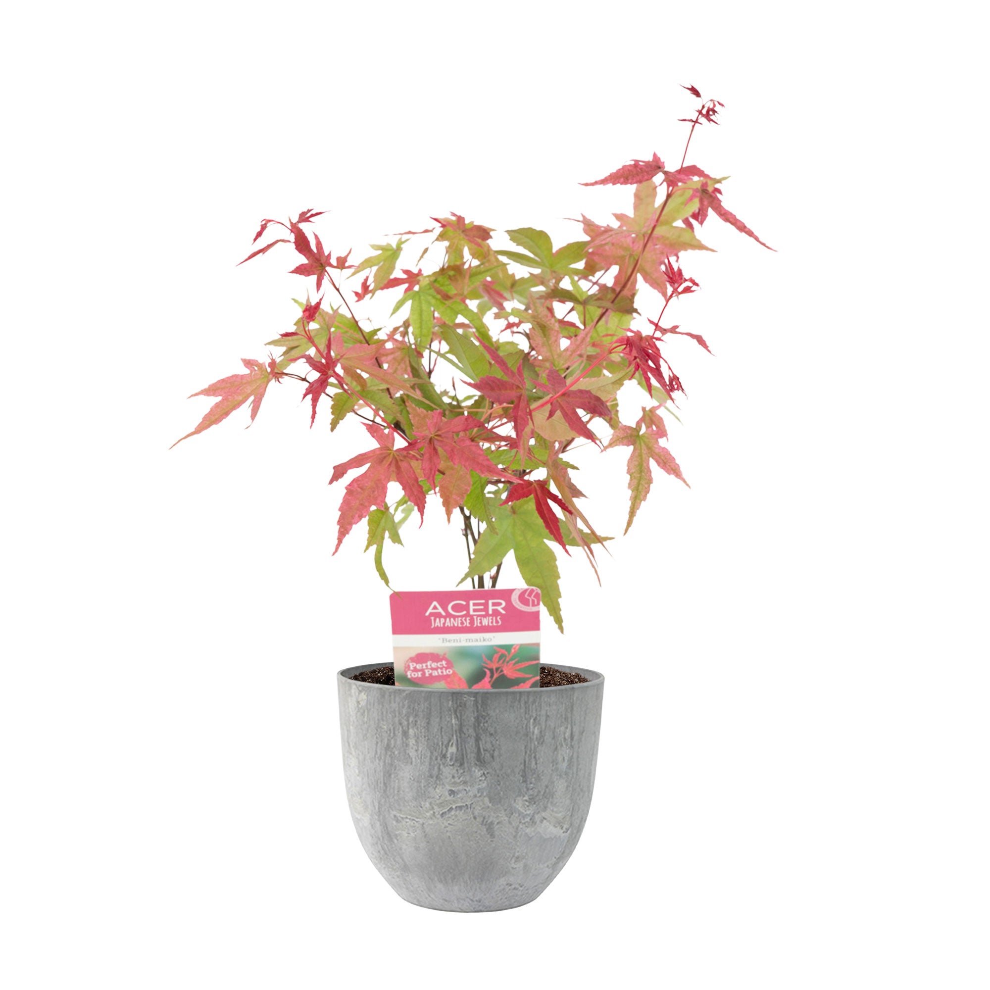 Kaufen Sie jetzt Zierstrauch Japanischer Ahorn Acer 'Beni-maiko' rosa-rot  inkl. Ziertopf - Winterhart kaufen