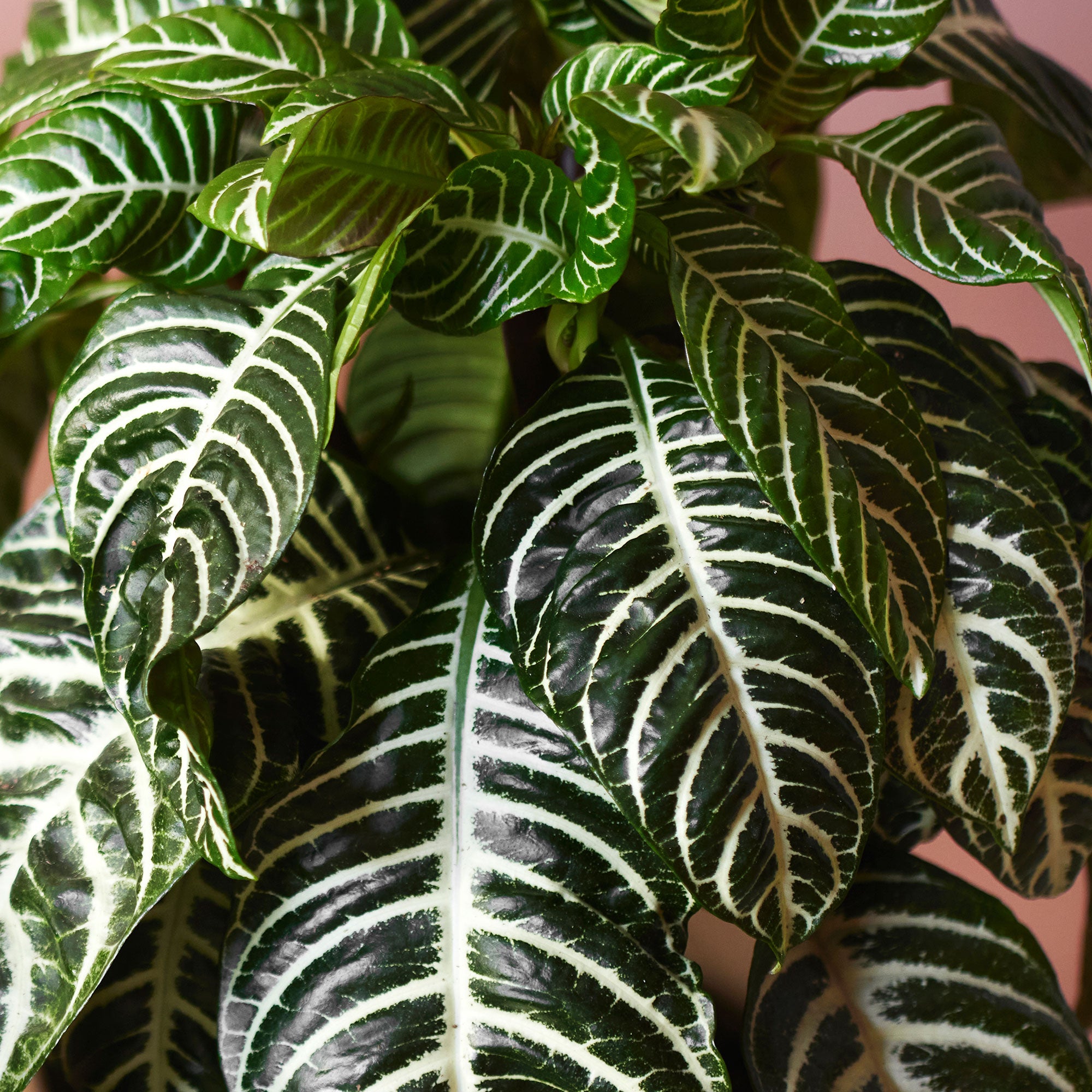 Kaufen Sie jetzt Zimmerpflanze Zebrapflanze Aphelandra 'Botanica' Grün-Weiß 