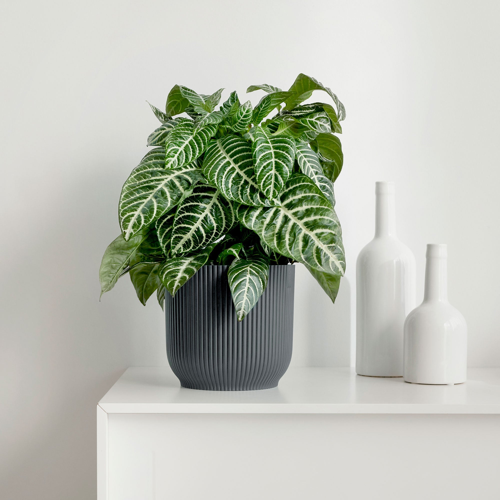 zimmerpflanze zebra stiel Kaufen Sie jetzt Zimmerpflanze Zebrapflanze Aphelandra 'Botanica' Grün-Weiß