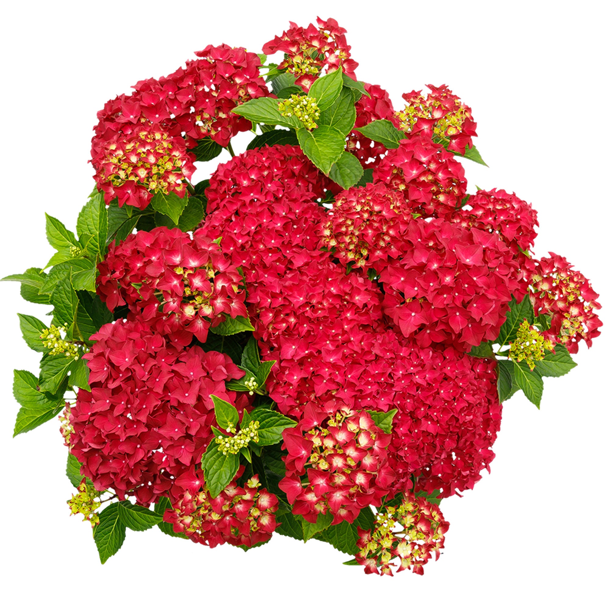 Kaufen Sie jetzt Zierstrauch Bauernhortensie Hydrangea 'Red Reggae' Rot -  Winterhart kaufen