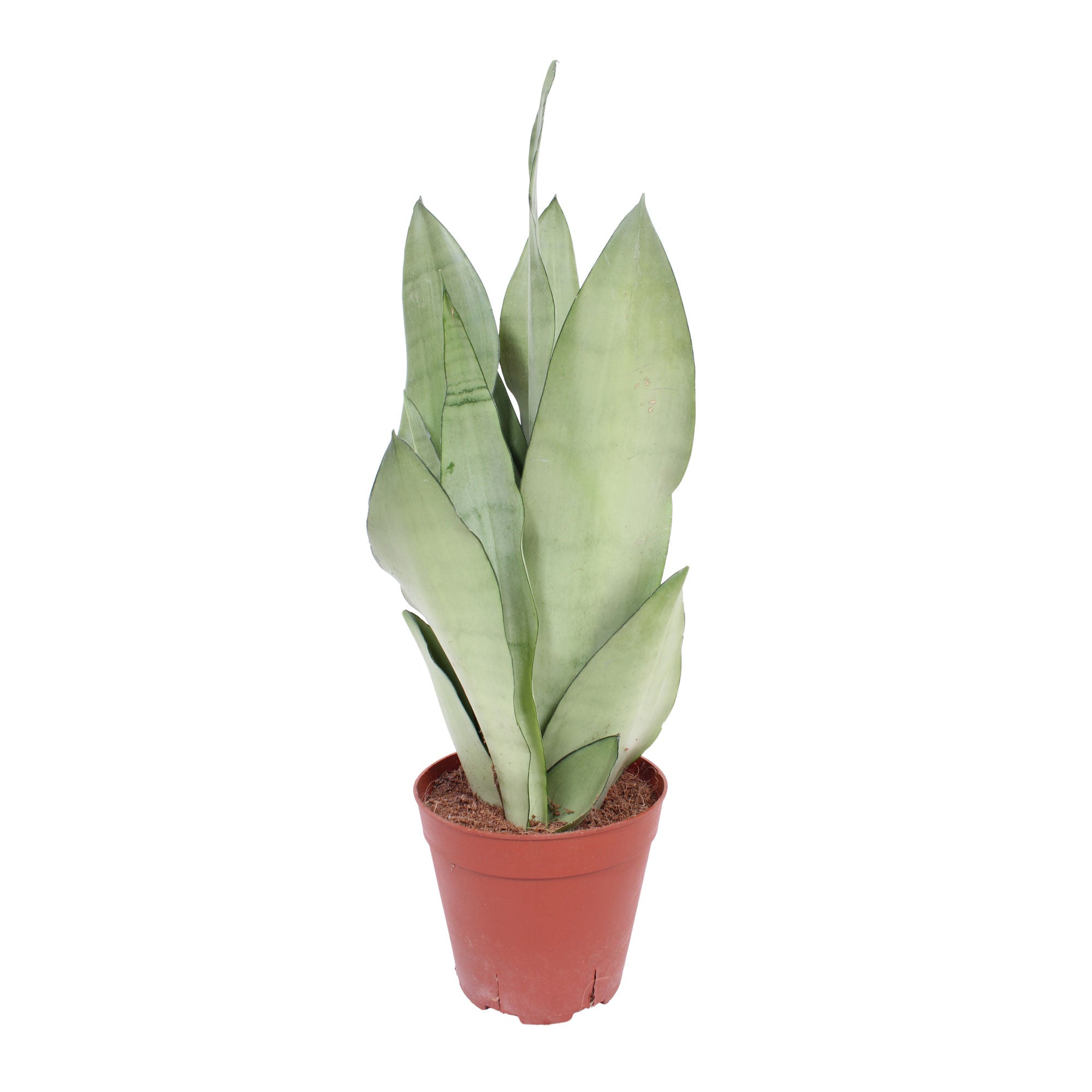Kaufen Sie jetzt Zimmerpflanze Bogenhanf Sansevieria 'Moonshine'