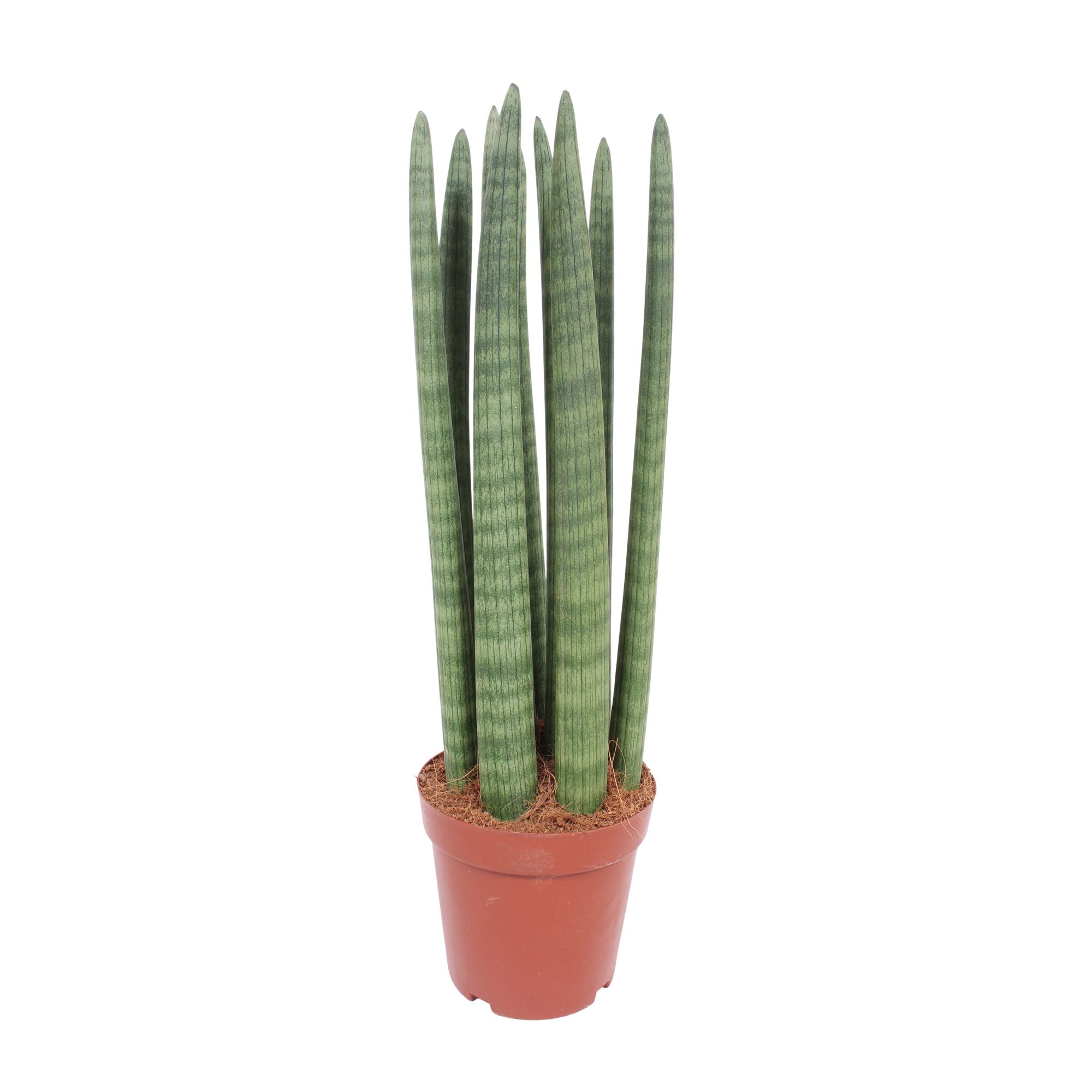 Kaufen Sie jetzt Zimmerpflanze Bogenhanf Sansevieria 'Straight'