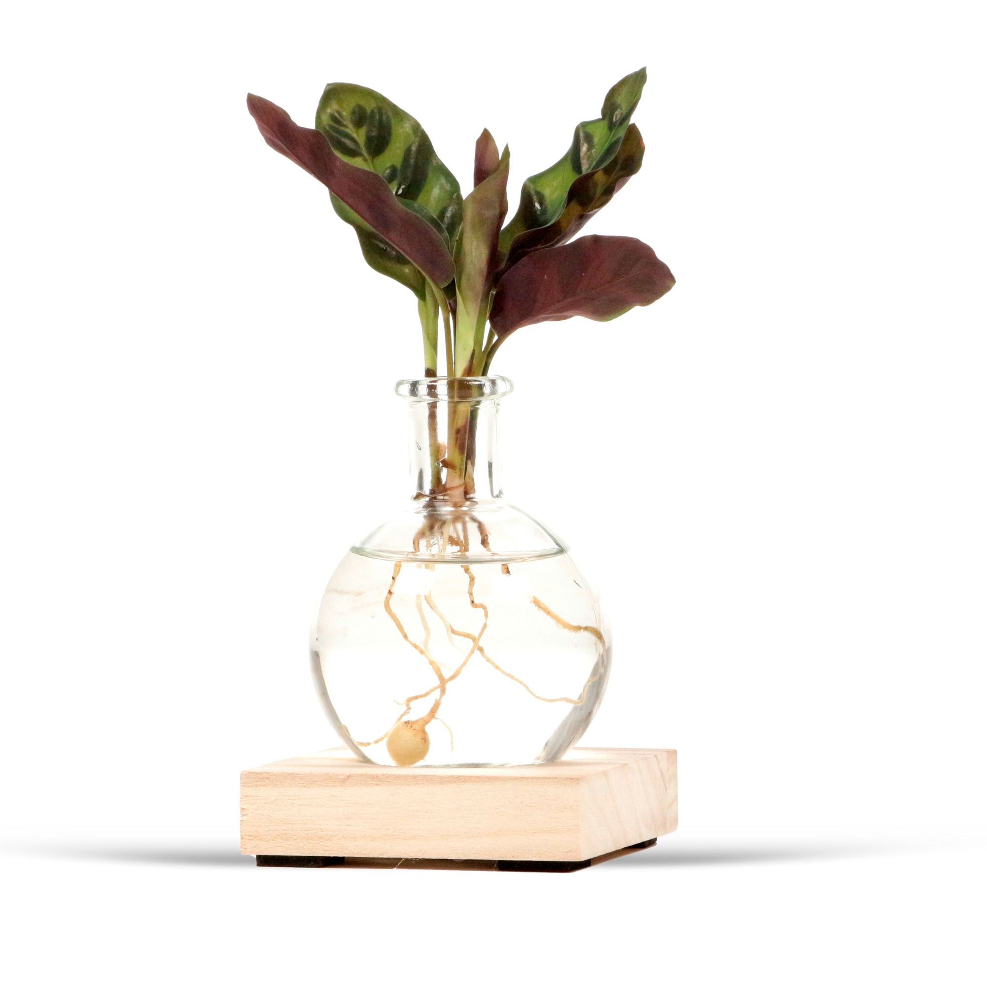 Calathea im Samoa-Glas mit LED-Beleuchtung