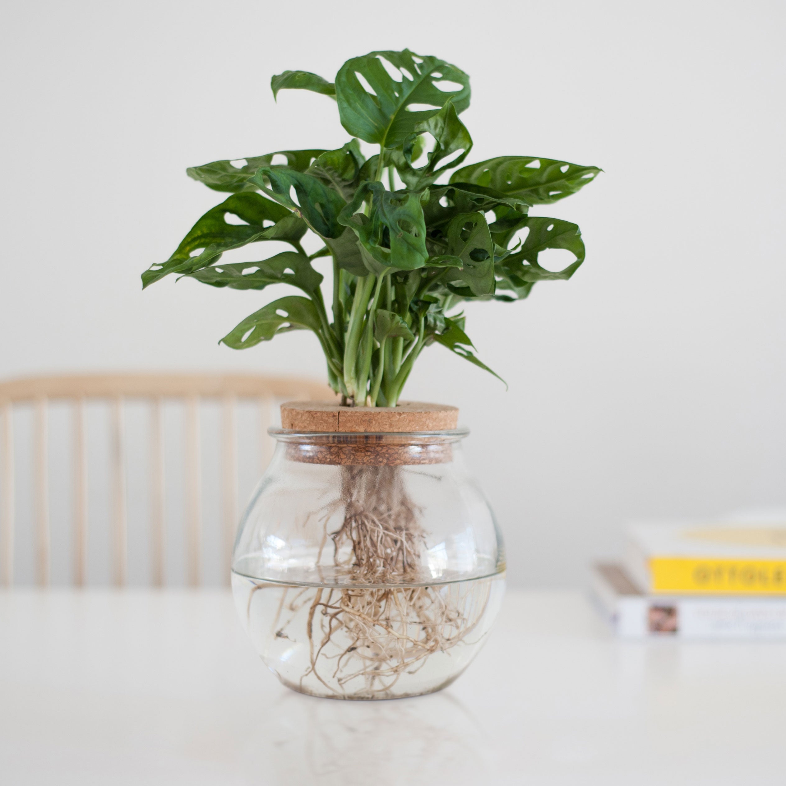 Kaufen Sie jetzt Zimmerpflanze Monstera im Kugelglas - Hydroponik