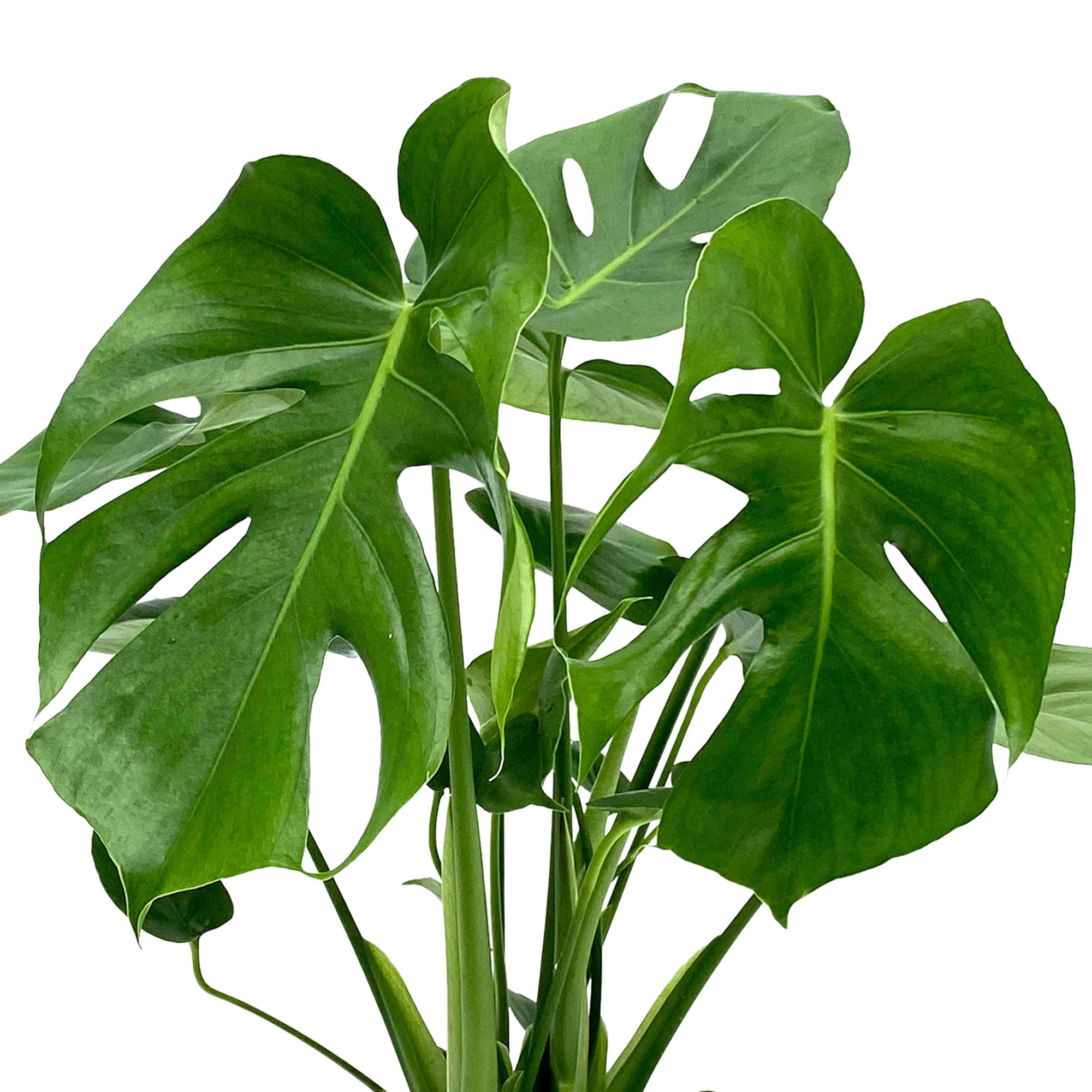 philodendron imperial green gelbe blätter Philodendron 'Imperial Green' – Foliage Factory main image 1