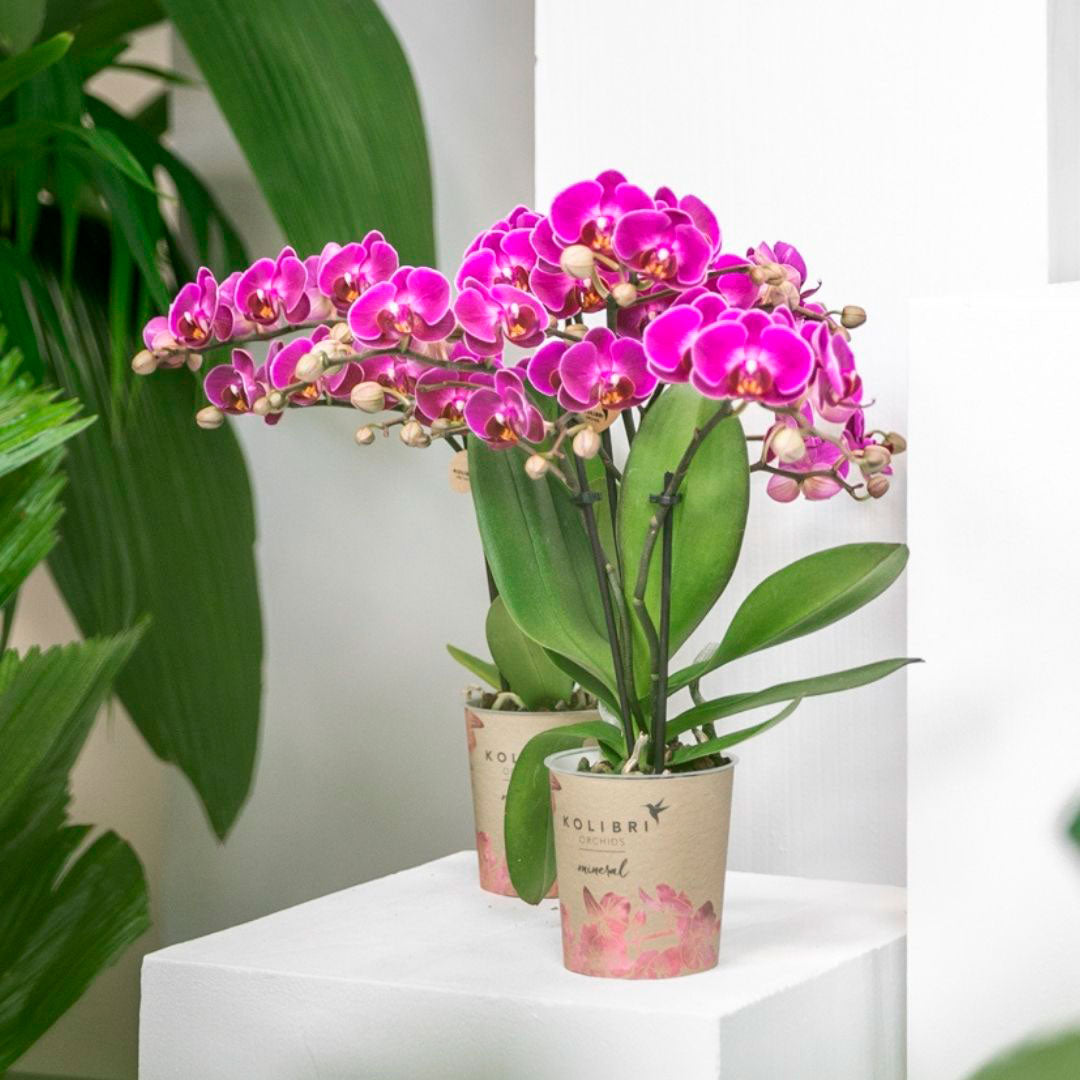 Kaufen Sie jetzt Zimmerpflanze Schmetterlings Orchidee Phalaenopsis  'Morelia' Lila