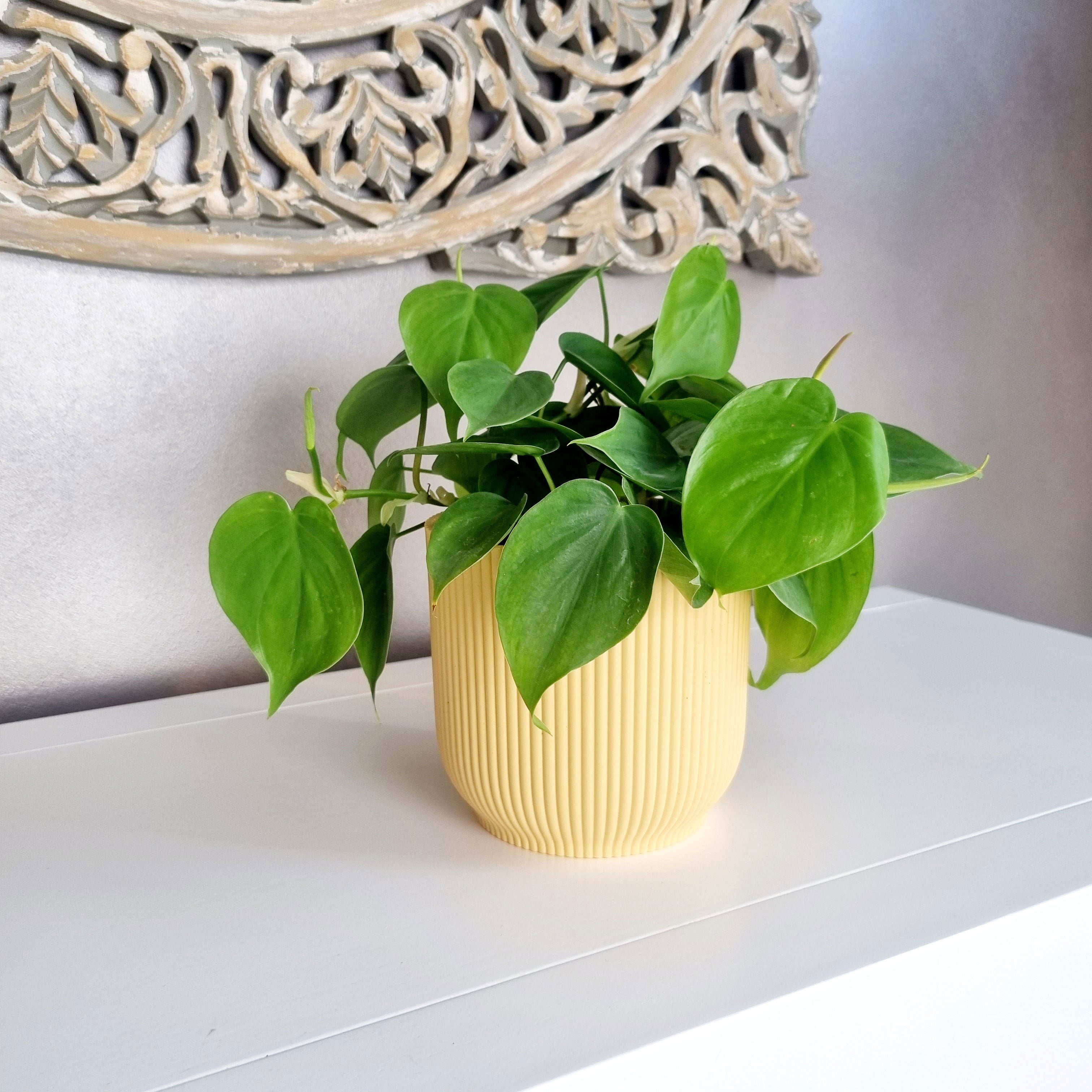 Kaufen Sie jetzt Zimmerpflanze Philodendron scandens - Hängepflanze