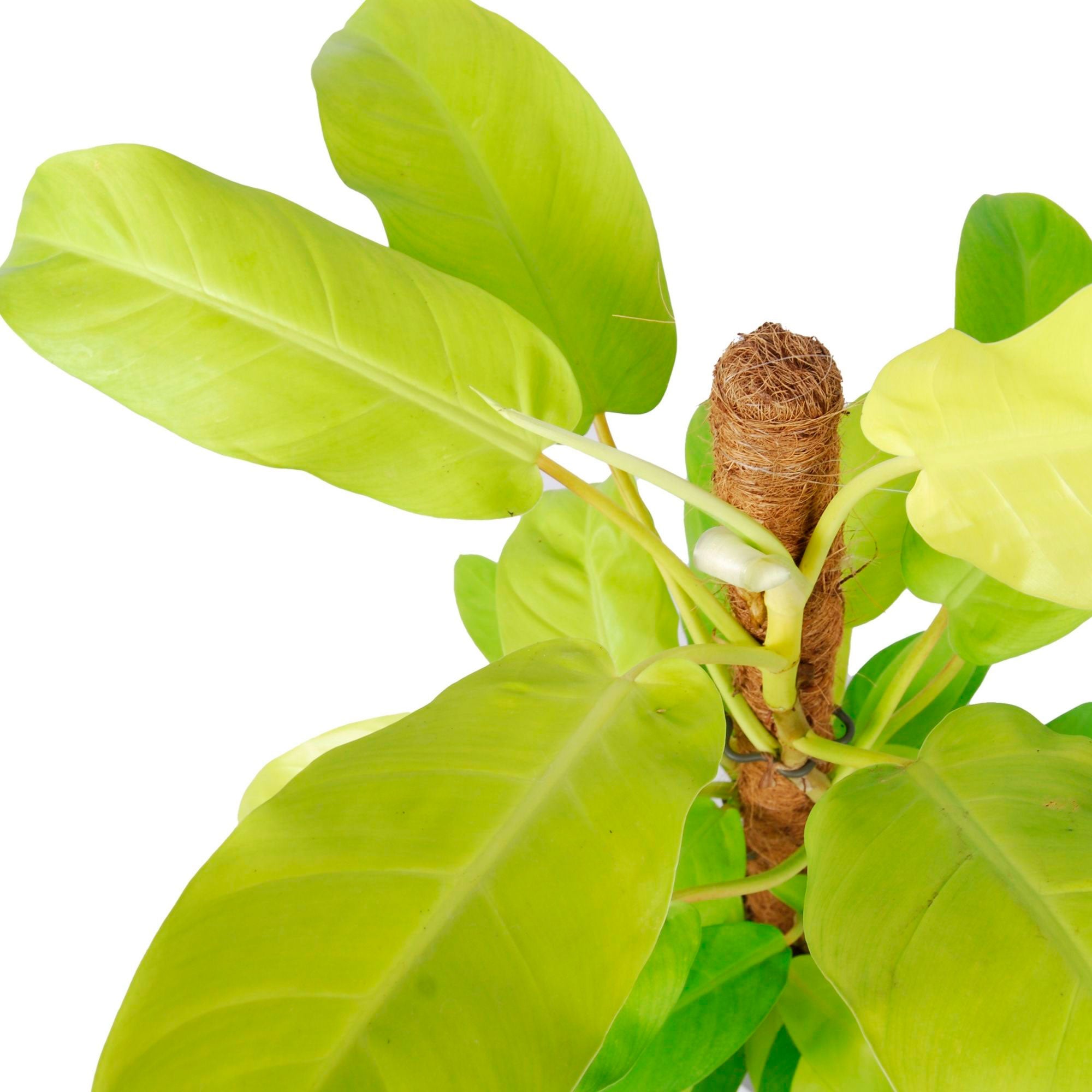 Kaufen Sie jetzt Zimmerpflanze Philodendron 'Malay Gold' - Bio