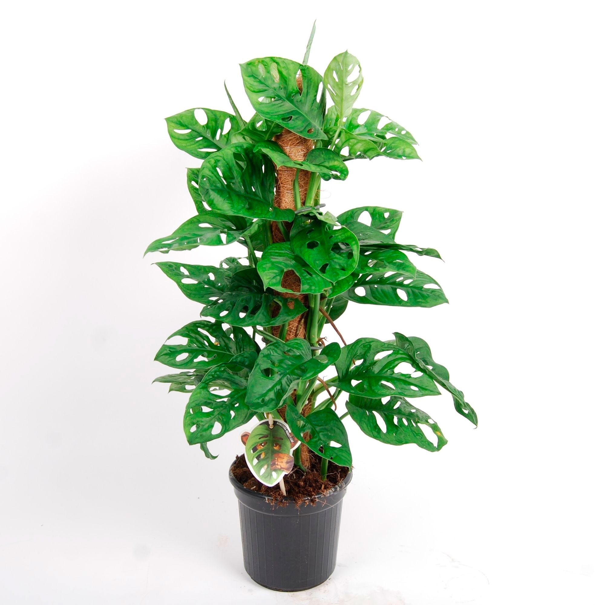 Fensterblatt Monstera 'Monkey Leaf'