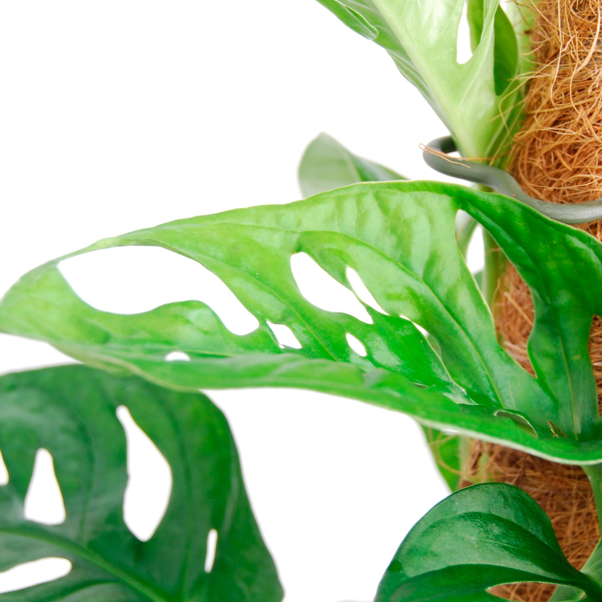Kaufen Sie jetzt Zimmerpflanze Fensterblatt Monstera 'Monkey Leaf' - Bio