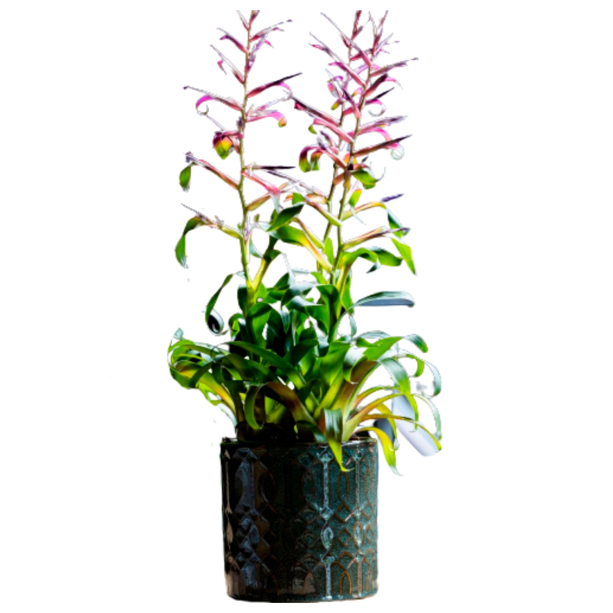 Kaufen Sie jetzt Zimmerpflanze Bromelie Tillandsia 'Mora' Lila-Grün inkl.  Dekotopf