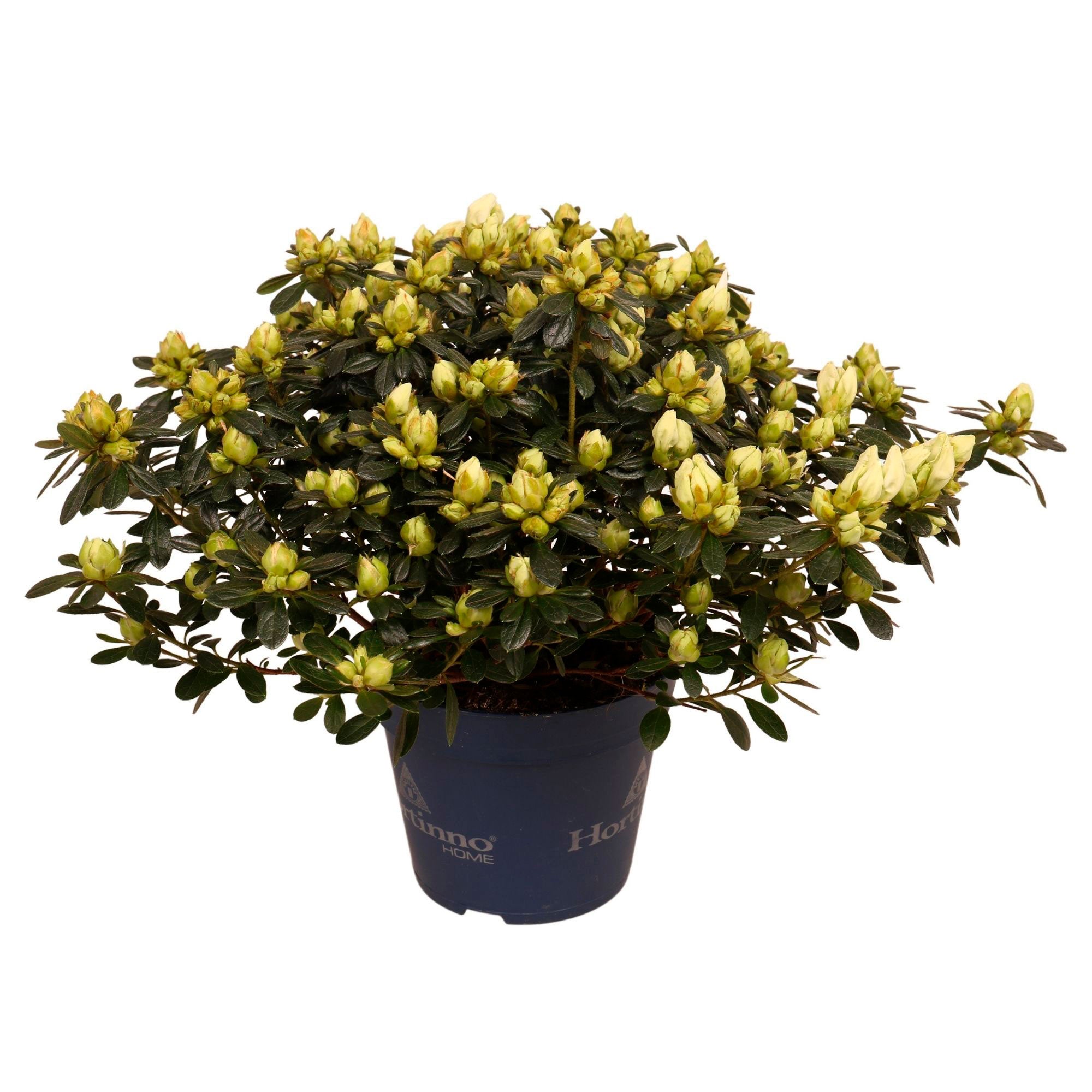 Kaufen Sie jetzt Zierstrauch Azalee Rhododendron simsii 'Azajoy', weiß  kaufen