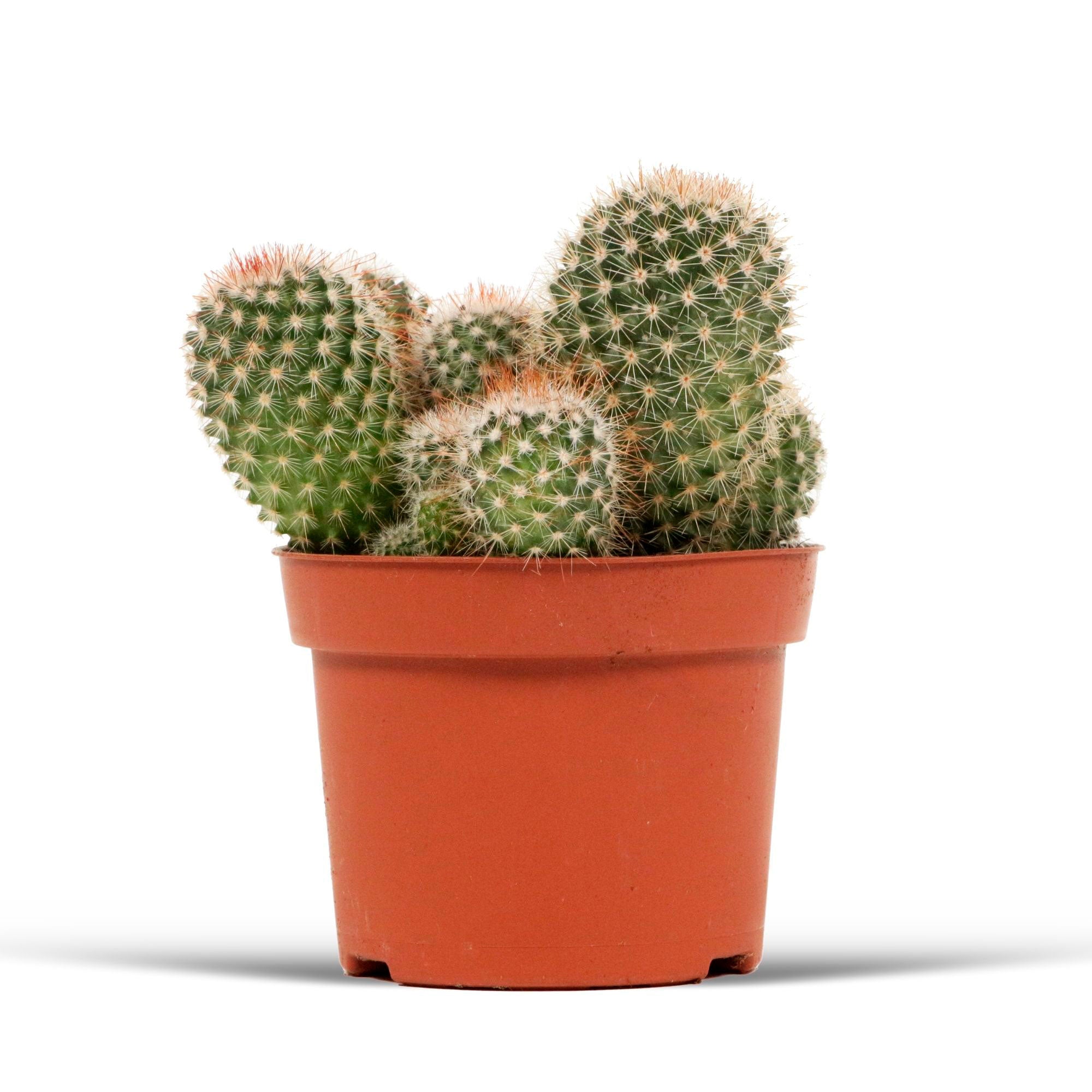 mammillaria spinosissima pflege Kaufen Sie jetzt Zimmerpflanze Kugelkaktus Mammillaria spinosissima