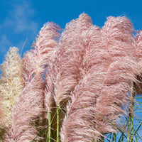 Pampasgras Cortaderia 'Pink Feathers' Weiß-Rosa - Winterhart