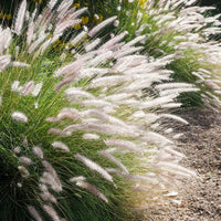 Lampenputzergras Pennisetum 'Fairy Tails' Braun-Lila-Weiß - Winterhart