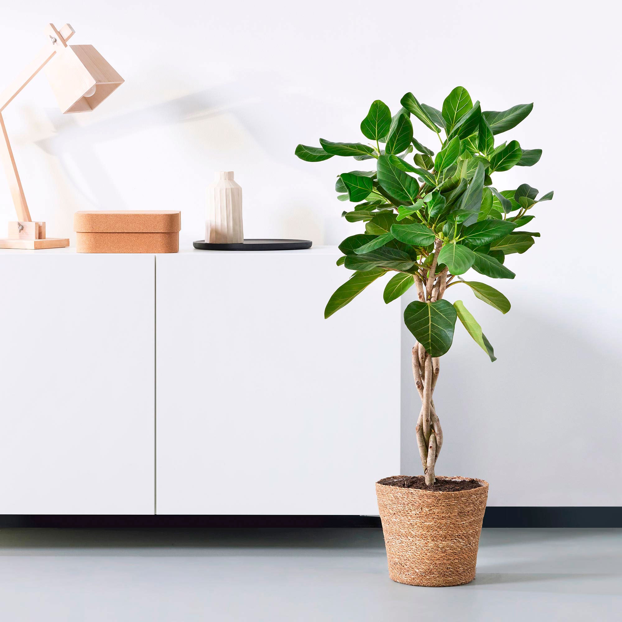 Würgefeige Ficus benghalensis 'Audrey'