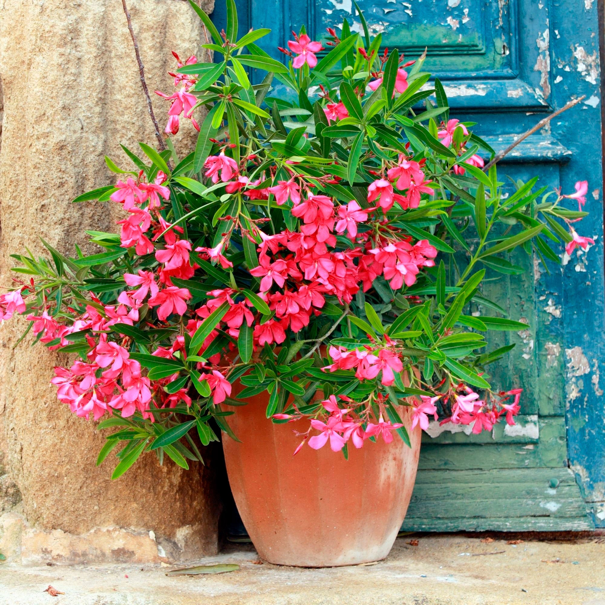 künstlicher oleander Kaufen Sie jetzt Kübelpflanze Nerium oleander Rot-Rosa kaufen