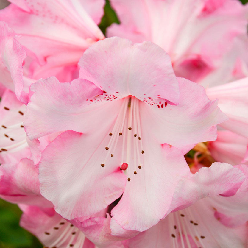 Kaufen Sie jetzt Zierstrauch Rhododendron 'Kalinka' Rosa - Winterhart  kaufen | Bakker.com