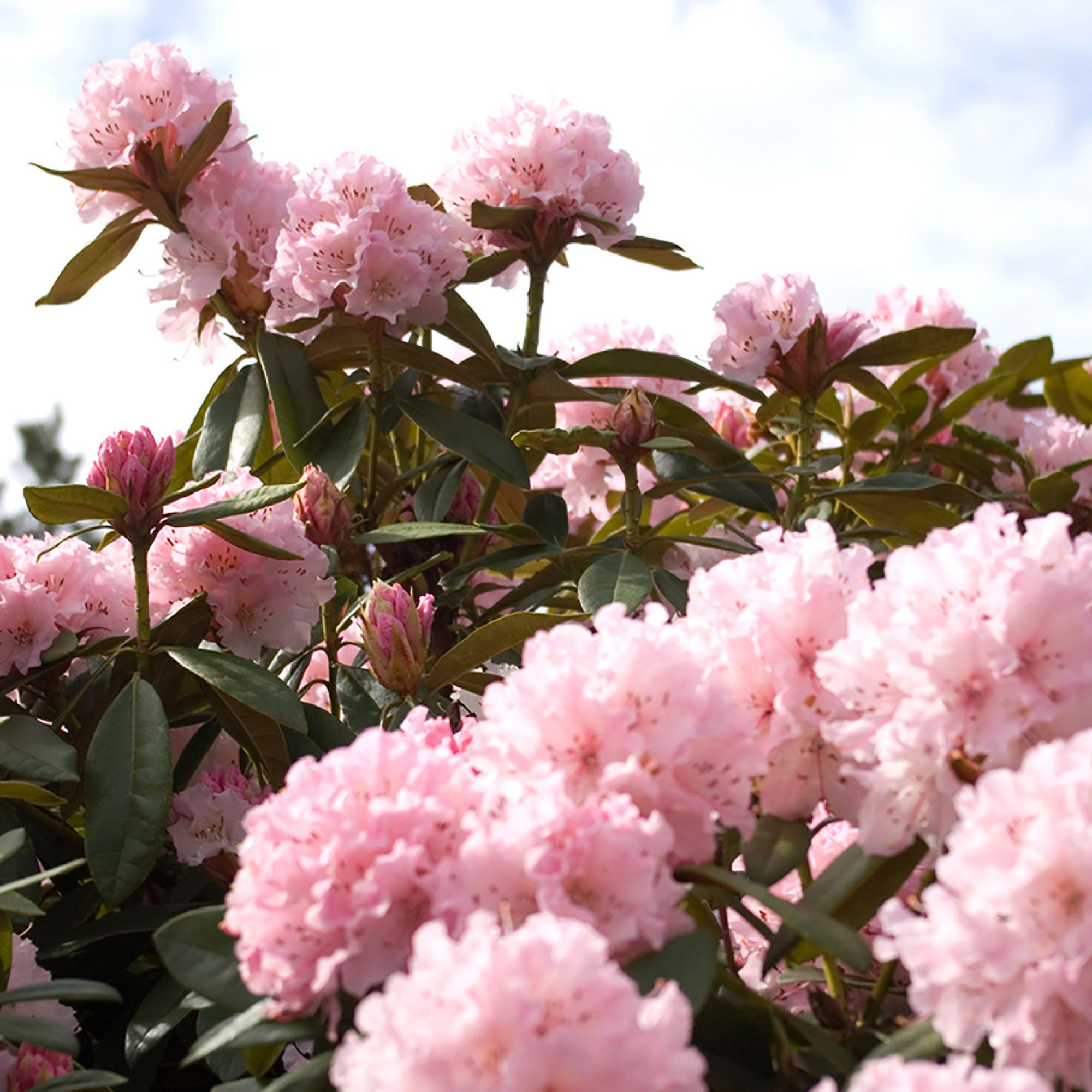Kaufen Sie jetzt Zierstrauch Rhododendron 'Kalinka' Rosa - Winterhart  kaufen