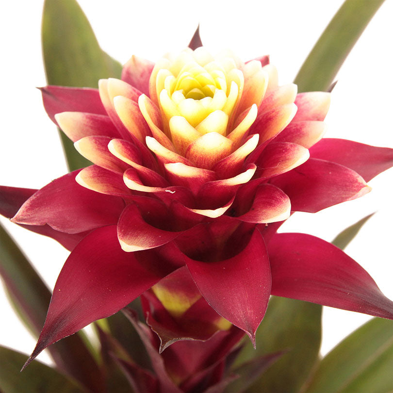 Bromelie Guzmania 'Francesca' grün-rot