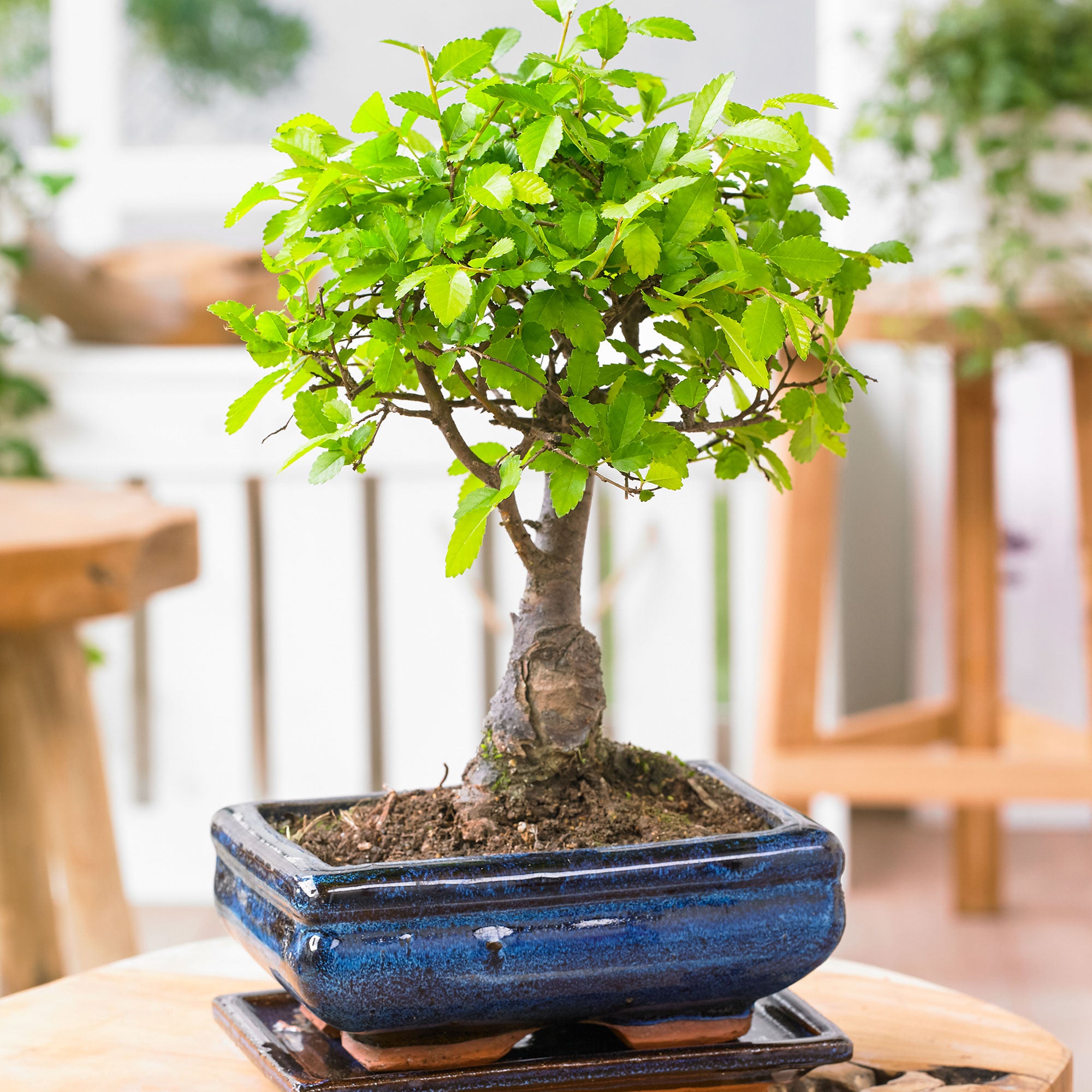 Kaufen Sie jetzt Zimmerpflanze Bonsai Zelkova serrata kugelförmig inkl.  Ziertopf, blau