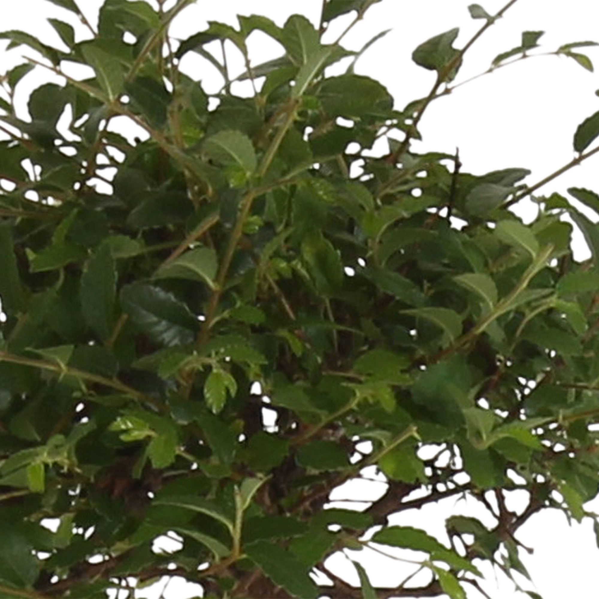 Kaufen Sie jetzt Zimmerpflanze Bonsai Zelkova serrata kugelförmig inkl.  Ziertopf, blau