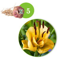 5x 0 Lilien Lilium 'Apricot Fudge' gelb