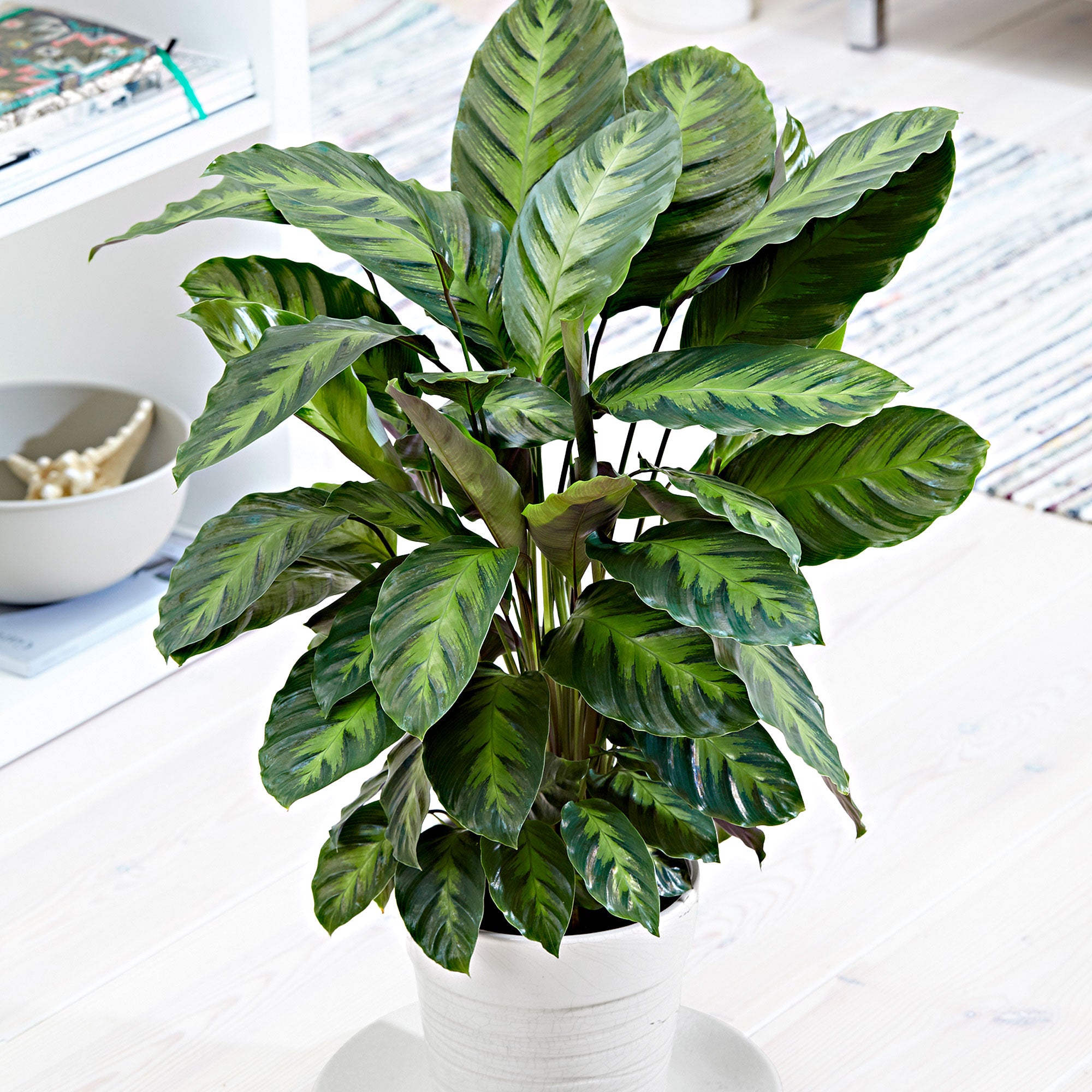 Calathea 'Misto'