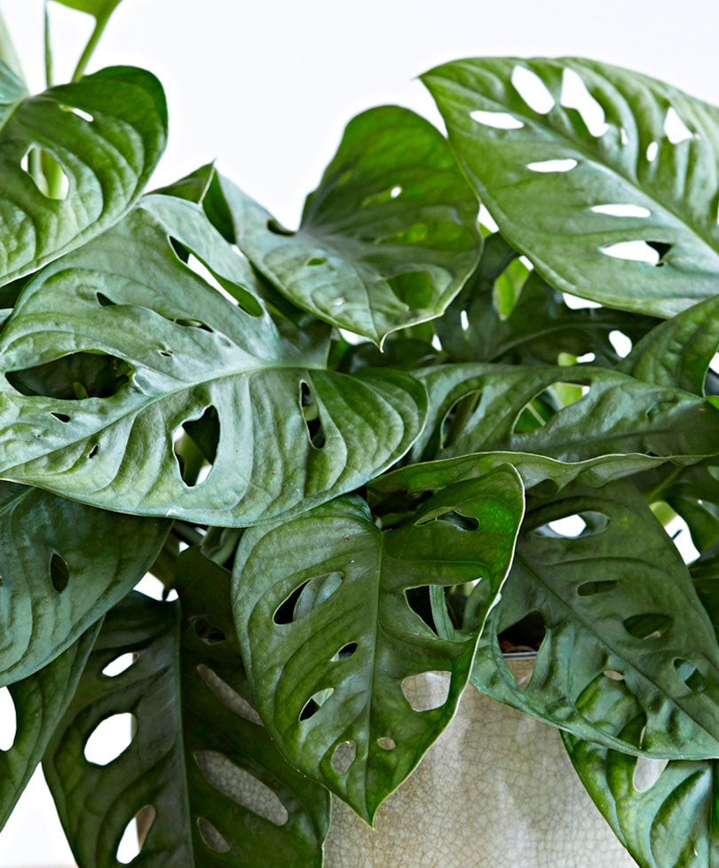 Kaufen Sie jetzt Zimmerpflanze Fensterblatt Monstera 'Monkey Leaf' -  Hängepflanze