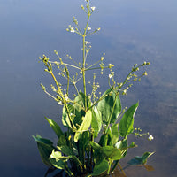 Gewöhnlicher Froschlöffel Alisma plantago-aquatica weiβ - Sumpfpflanze, Uferpflanze