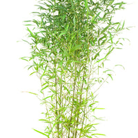 Bambus phyllostachys bissetii grün