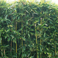 Bambus phyllostachys bissetii grün