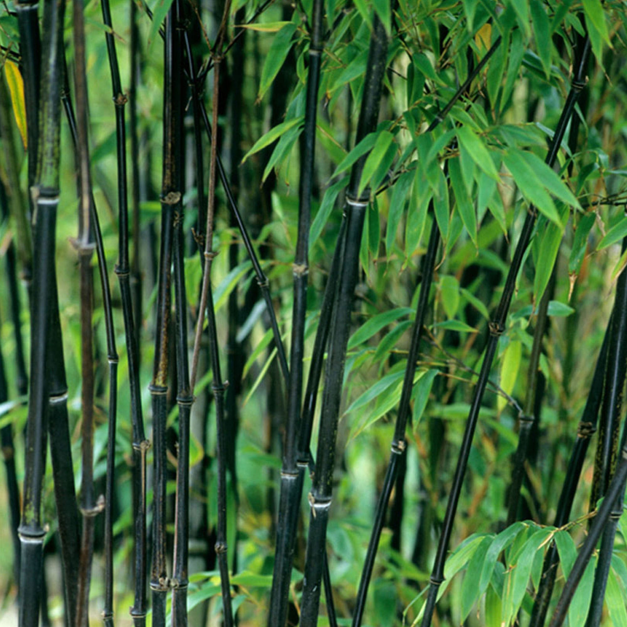 Kaufen Sie jetzt Staude Bambus Phyllostachys schwarz - Winterhart
