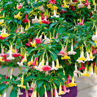 3x Engelstrompete Brugmansia 'Tricolor' gelb-weiβ-rosa
