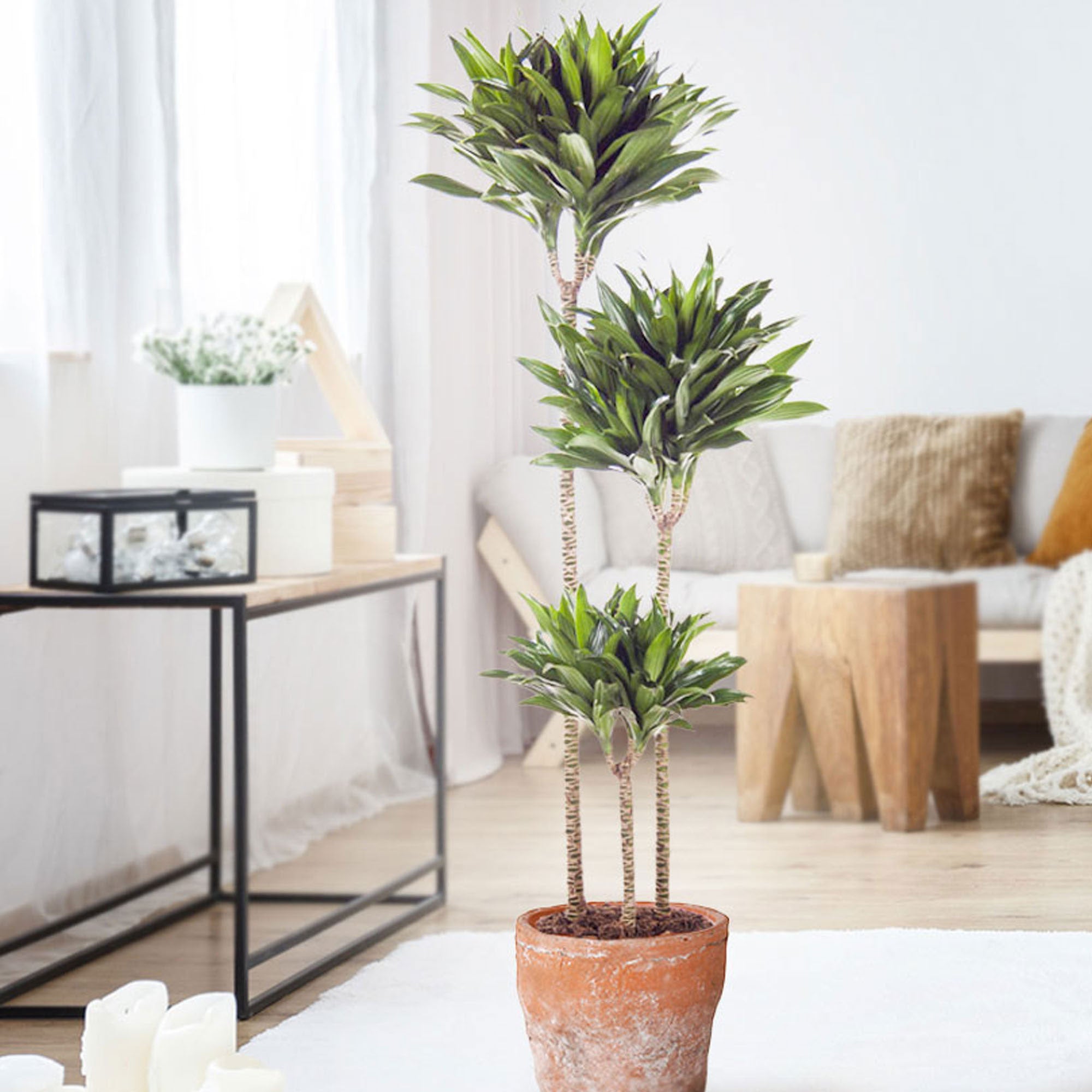 dracena compacta pflege Kaufen Sie jetzt Zimmerpflanze Drachenblutbaum Dracaena 'Compacta'