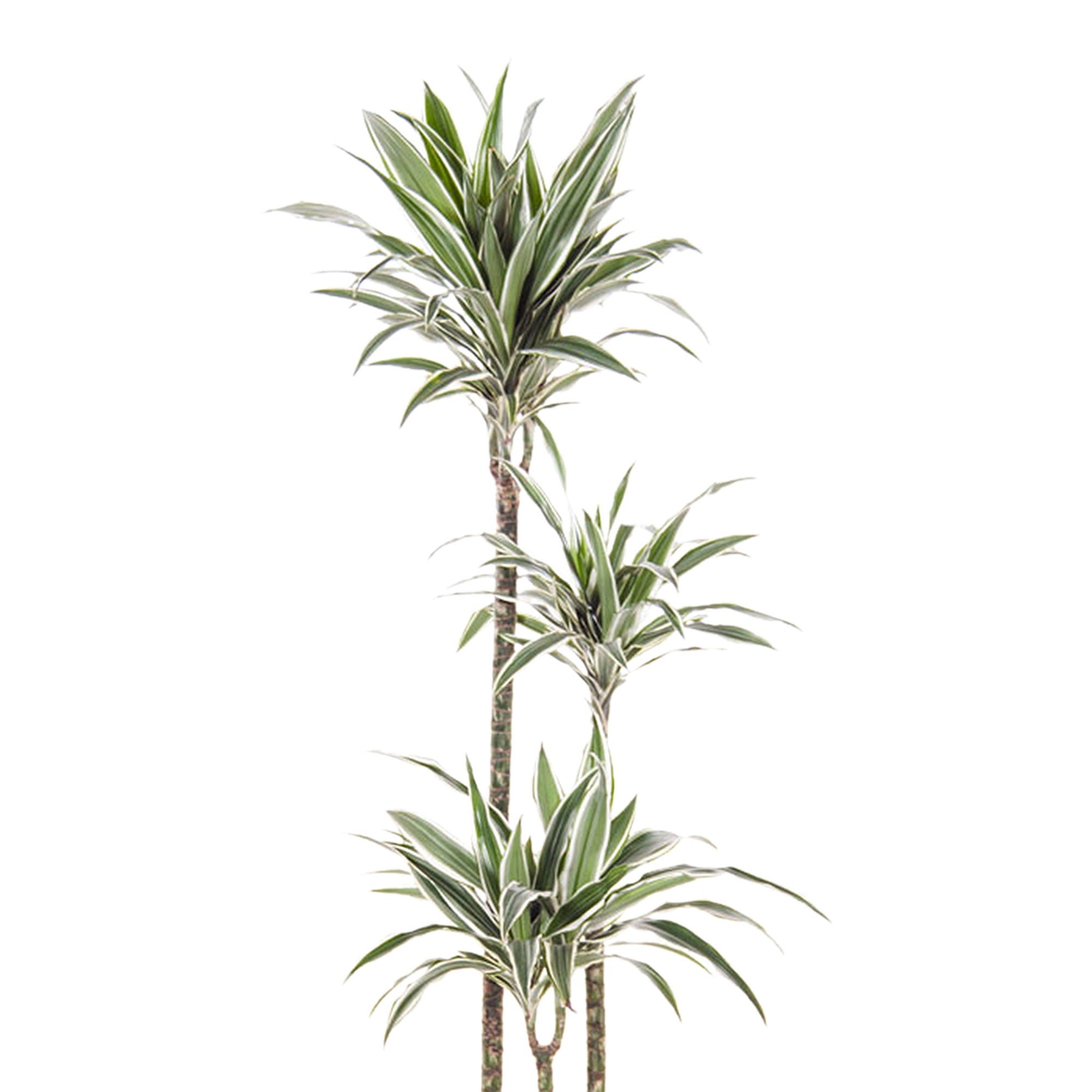 Kaufen Sie jetzt Zimmerpflanze Drachenblutbaum Dracaena 'White Jewel'