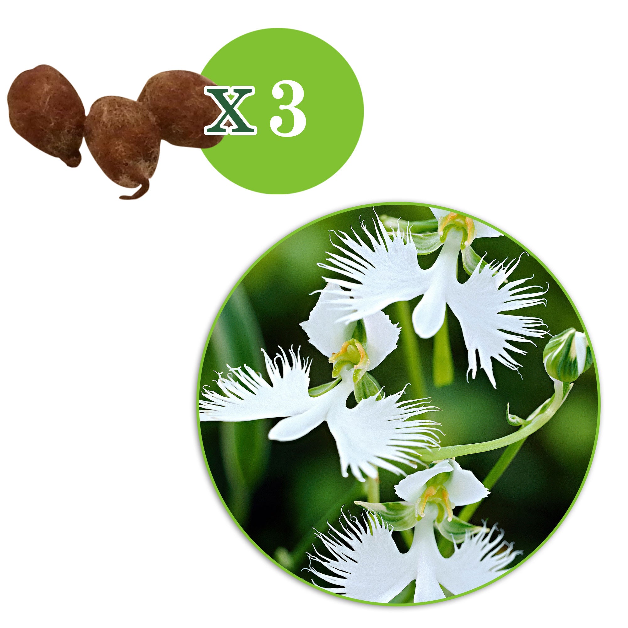 3x Reiherorchidee Habenaria radiata weiβ kaufen