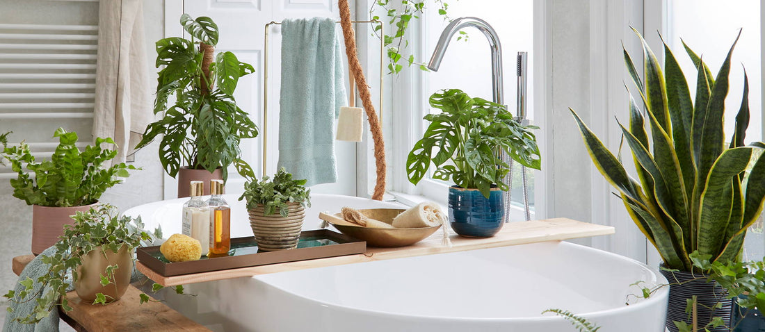 Diese 5 Pflanzen sind perfekt für Ihr Badezimmer.