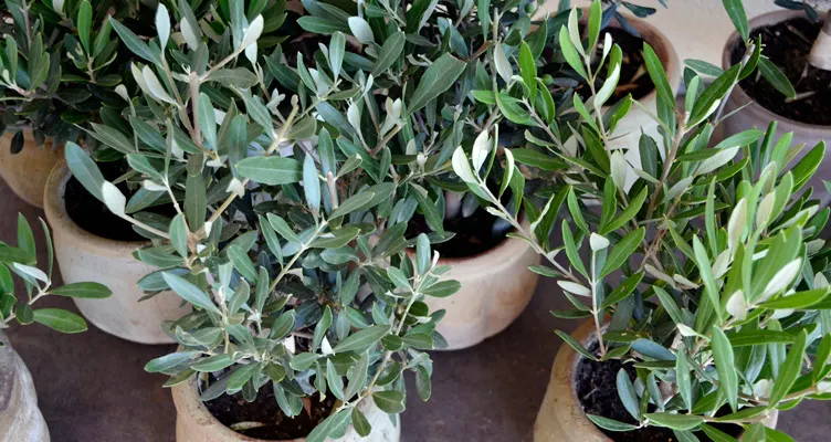 Mediterraner Schmuck für den Garten: der Olivenbaum