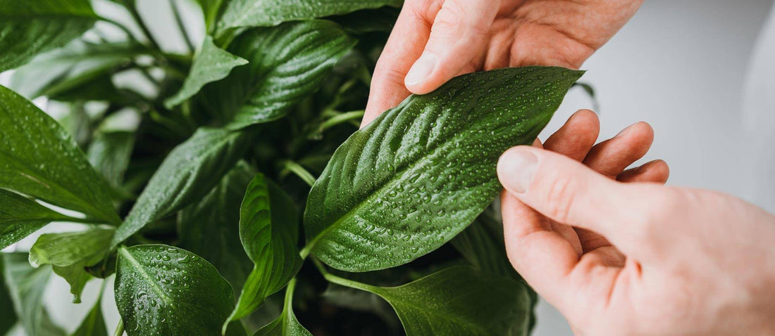 10  Dinge, die Sie über die Pflege von Zimmerpflanzen  noch nicht wussten