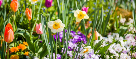 Bereiten Sie Ihren Garten auf den Frühling vor
