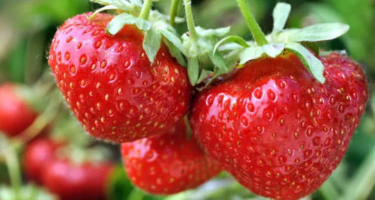Erdbeeren aus eigenem Garten