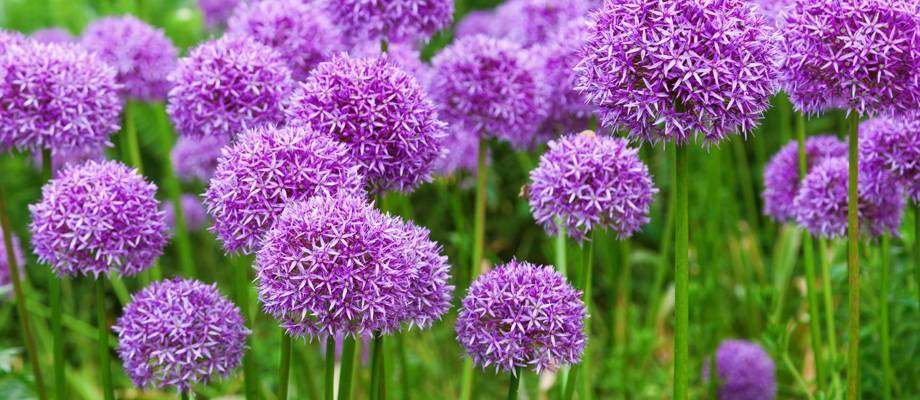 Allium: Die perfekte Blumenzwiebel für Frühling und Sommer