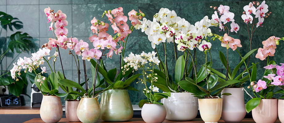Orchideen: die farbenfrohe Pracht in Ihrem Wohnzimmer