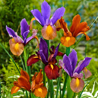 30x Holländische Iris - Mischung 'Tiger'
