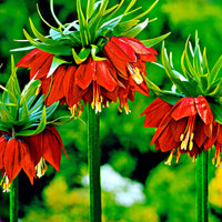 2x Kaiserkrone Fritillaria 'Rubra maxima' rot Orange-Rot
