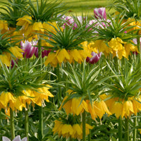 2x Kaiserkrone Fritillaria 'Lutea' gelb