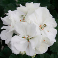 3x Geranie Pelargonium 'White' weiβ